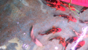 Orange & Black Koi/Ornamental fish/Freshwater/Readystock