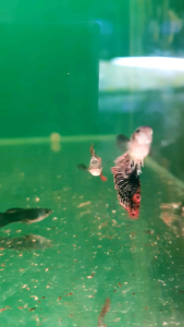 Big Ear Red Mosaic Guppy/Ornamental fish/Freshwater/Readystock