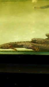 Ornatippinis Bichir/Ornamental fish/Freshwater/Readystock