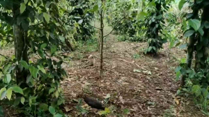 2 bộ Thòng dây bẫy cuốc