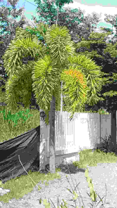 เม็ด ปาล์มหางกระรอก Foxtail Palm