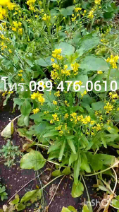 เมล็ดผักกาดจ้อนหรือผักกวางตุ้งกินดอก นิยมนำมาแกงทางเหนือ พันธุ์แท้สามารถเก็บเมล็ดทำพันธุ์ต่อได้ไม่มีสิ้นสุด