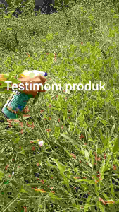 Obat Semprot Rumput/Herbisida/Pembasmi Rumput Liar dan Gulma Mati Sampai Akar