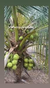 มะพร้าวน้ำหอมต้นเตี้ย 10ต้นแถม1 ส่งฟรี 550บาท