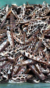 kerang potong hitam 100 gr - ecer kerang potong - kerang potong bahan kerajinan - kerang belah