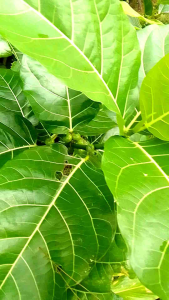 50 lembar daun awar awar/Keciat segar Langsung petik herbal alami
