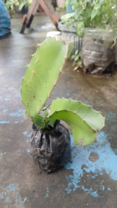 Dragon fruit plant is a fast-growing climbing cactus vine known for its striking triangular stems massive nocturnal flowers and vibrant scaly fruit