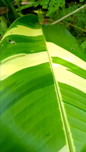 ต้นเฮริกอเนียใบด่าง ไม้ฟอกอากาศ ไม้ประดับจัดสวน