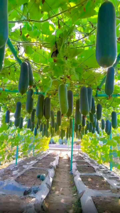 พันธุ์แฟงอ่อนลูกดก (30เมล็ด) ปลูกง่ายโตไว พร้อมส่ง