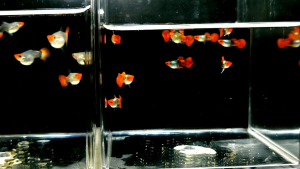 1 Pair Short Body Red Koi Guppy Balloon (2Pcs) / 短身红头孔雀鱼 1对