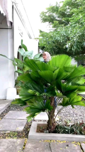 GAMIS TWILL MOTIF TERBARU REMPEL BAWAH