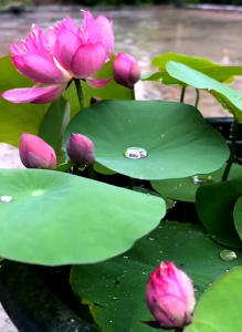 (ELDORA SEEDS) 5 BUTIR BIJI | BENIH BUNGA LOTUS PINK