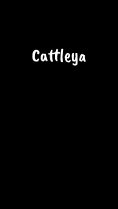 CATTLEYA POUCH Wanita terbaru bahan chocoly waterproof by GABIA