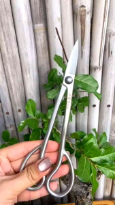 gunting pruning bonsai MAXWAN MSTWA stainless steel
