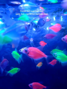 Benih Gelopis Paket 10pcs Glopis Bisa Pilih Warna Bonus Pelet