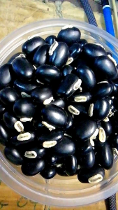 เมล็ด​พันธ์​หมามุ่ยอินเดีย200g.(1กป.ตามรูป)