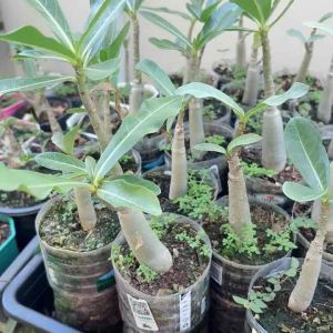 ชวนชวนมเพชรบ้านา อาราบิคั่ม