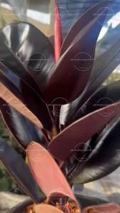 ต้นยางอินเดียดำยางอินเดียนิยมปลูกเป็นไม้กระถางมีลำต้นขนาดใหญ่แข็งแรงใบหนาดกสีเขียวสดผิวใบมันเพาะพันธุ์ง่ายเจริญเติบโตได้ดีในอากาศร้อน