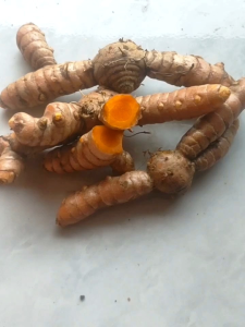 Jual Kunyit Segar 1 Kg