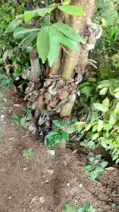 Promo Buah nam-nam atau pokih