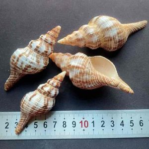 หอยสังข์ธรรมชาติสีน้ำตาล HONG XUAN LO สำหรับตกแต่งตู้ปลาและสะสม 8-11cm