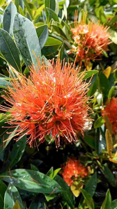 รักแรกพบสีส้ม กระถาง 11 นิ้ว ต้นสวยและแข็งแรง (กทม)