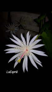 Epiphyllum CUTTING Fragrant Orchid Cactus Cereus Queen Of Night