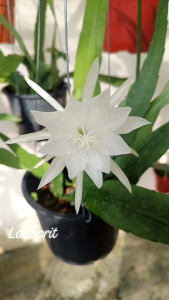 Bakawali Mini Warna Putih Berseri 1pc leaf seedling of Epiphyllum Pumilum