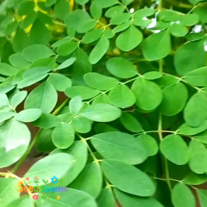 [TERLARIS] BIJI/BENIH POHON KELOR (SIAP TANAM)