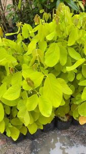 ต้นชะแมบทอง สูง80-100ซม.(ต้นทองนพเก้า) ต้นใหญ่แข็งแรง ปลูกประดับ