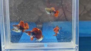 🔥NEW RARE🔥 RED ROSE CAULIFLOWER🌹SHORTBODY 🇻🇳 Guppy Fish Pair (PREMIUM TOP GRADE)