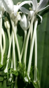 BUNGA KITOLOD ATAW BUNGA KOREJAT