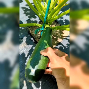 BENIH ZUCHINI HIJAU PANJANG (KEMASAN ORIGINAL)