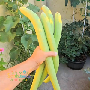 8 BUTIR BIJI/BENIH TIMUN INDIAN SNAKE CUCUMBER