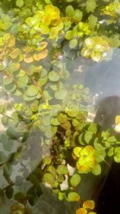 rotala orange juce media wabikusa tanaman aquascape