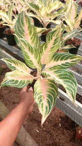 BIBIT BUNGA AGLONEMA PINK SUNSET REMAJA | PING SANSET REMAJA
