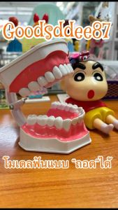 หุ่นฟันจำลอง โมเดลฟัน ขนาดกลาง แบบถอดได้