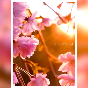 LAIKOU Sakura Mud Mask face masker Wajah saset 5gr Pembersih Pori Pori Komedo pemutih & mencerahkan Kulit sensitif