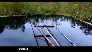 Essen Ikan Nila dan Mas Super Booster Gacor Murah Garansi Praktis