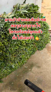 #หน่อสับปะรดห้วยมุ่นหวาน ไม่กัดลิ้น 40 หน่อ