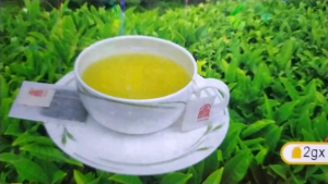 Green Tea China JinLing: Individual Sachets for Easy Brewing
