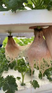 AB ไฮโดรโปนิกส์ขนาด 1-5 ลิตร และ ขนาดทดลอง 300 มิลลิลิตร