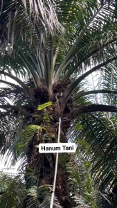 Egrek SBL G222 Plus Sarung Original