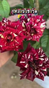 🌹✨ “กุหลาบวิชาด หรือกุหลาบแม่มด ดอกสวยแปลกตา กลีบซ้อนลึก สีเข้มลึกลับ เสน่ห์สะกดทุกสายตา ใครเห็นก็ต้องหลงรัก เหมาะทั้งปลูกโชว์และตัดดอกจัดแจกัน ใครมองหากุหลาบที่ไม่ซ้ำใคร ต้องกุหลาบแม่มดเลยครับ!” 🌹