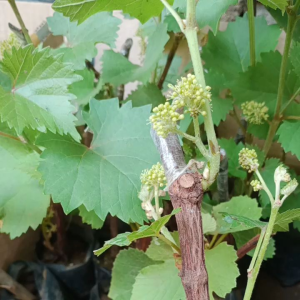 Bibit anggur merah berbunga (beli 2 gratis 1)