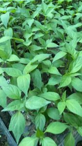 ต้นกล้าพริกขี้หนู (ลูกผสม) พันธุ์เรสซิ่ง1 ต้นกล้าแข็งแรง พร้อมปลูก พริกขี้หนู พริกขี้หนู ราคา - Lazada