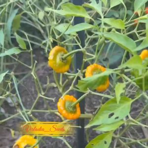 [Virladia Seeds] Biji Benih Cabe Jamaican yellow mushroom Pepper