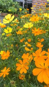 เมล็ดพันธุ์ดาวกระจาย ดอกดาวกระจาย สีเหลือง-ส้ม 100 เมล็ด