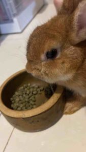 1kg 5kg & pre-order 15kg Genesis Ultra Pellet Timothy/Alfalfa/Guinea makanan pellet untuk arnab/Pet Food for rabbits Guinea pigs & small animals