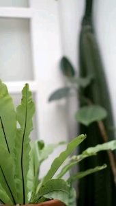 Cassie Dress by Ninos Design: Pakaian Wanita Casual yang Fashionable dan Nyaman